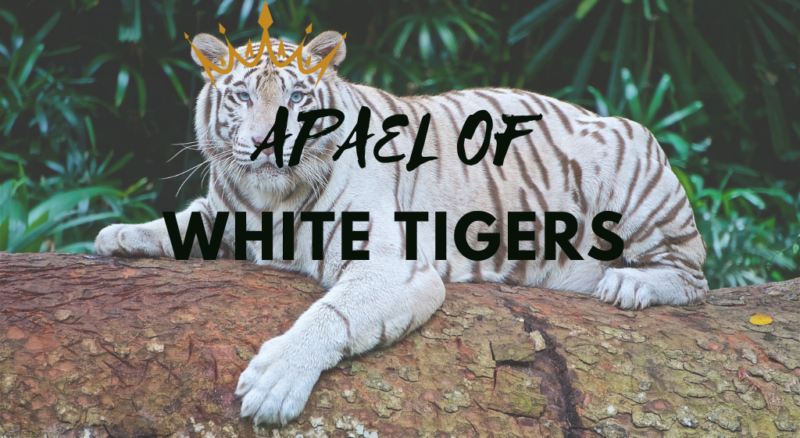 White tigers