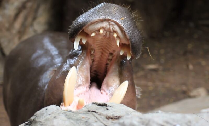 Mighty Teeth for Plant Processing