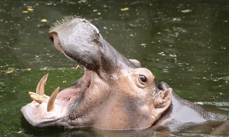 Hippo in Nature
