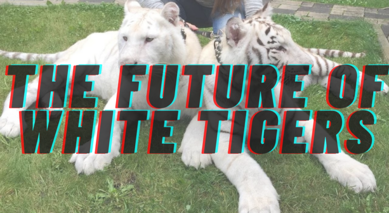 The Future of White Tigers