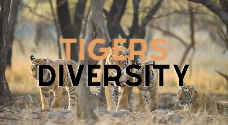 Tigers Diversity